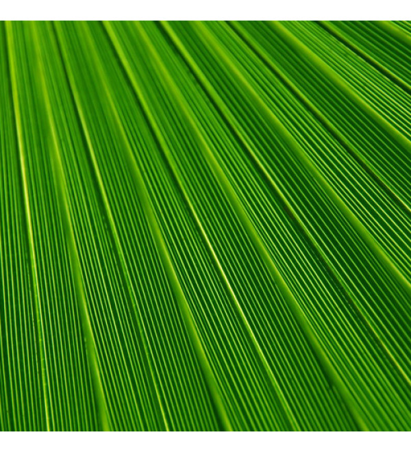 Dermofeel TEC eco (Триэтилцитрат, Дермофил)