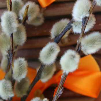 Екстракт кори білої верби (Salix Alba (Willow) Bark Extract) Екстракт кори білої верби (Salix Alba (Willow) Bark Extract)