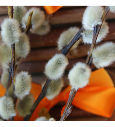 Екстракт кори білої верби (Salix Alba (Willow) Bark Extract)