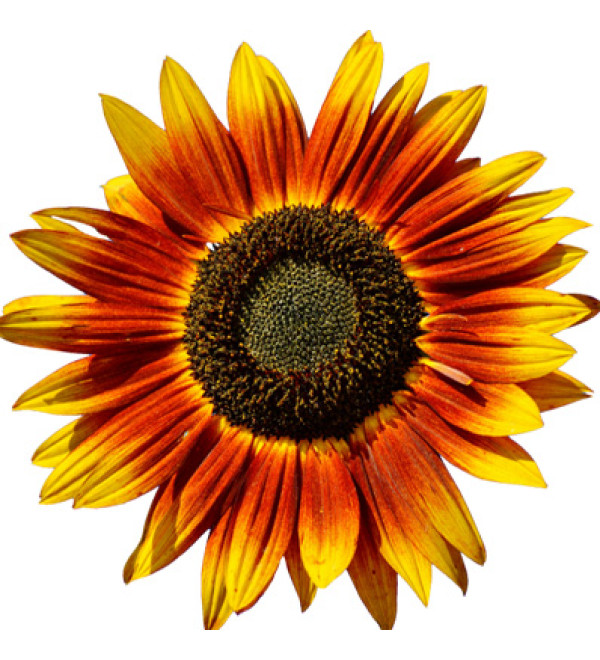 Heliofeel (Емульгатор Геліофіл)