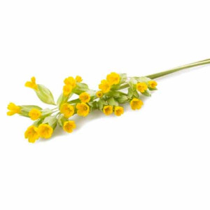 Evening Primrose See...