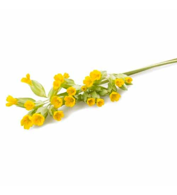 Evening Primrose Seed (Надкритичний СО2 екстракт насіння примули вечірньої)
