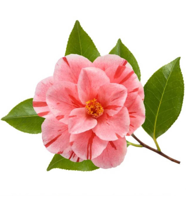 Ферментована олія Насіння Камелії (Fermentoil Camellia Seed)