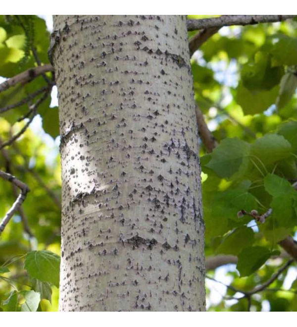 Phytocide Aspen Bark Extract Powder (Фітоцидний Екстракт кори осики порошок, Саліцилова кислота)